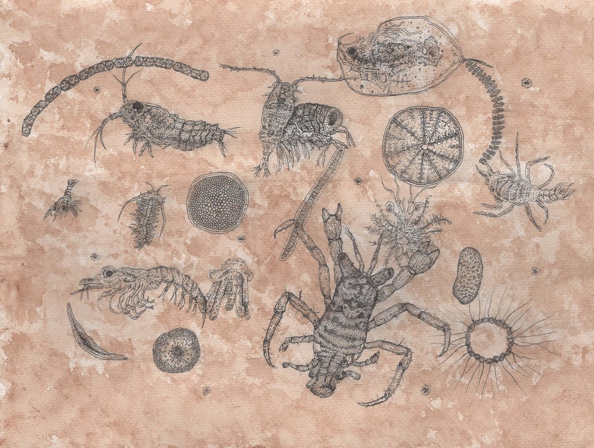 Living Oceans tweet media