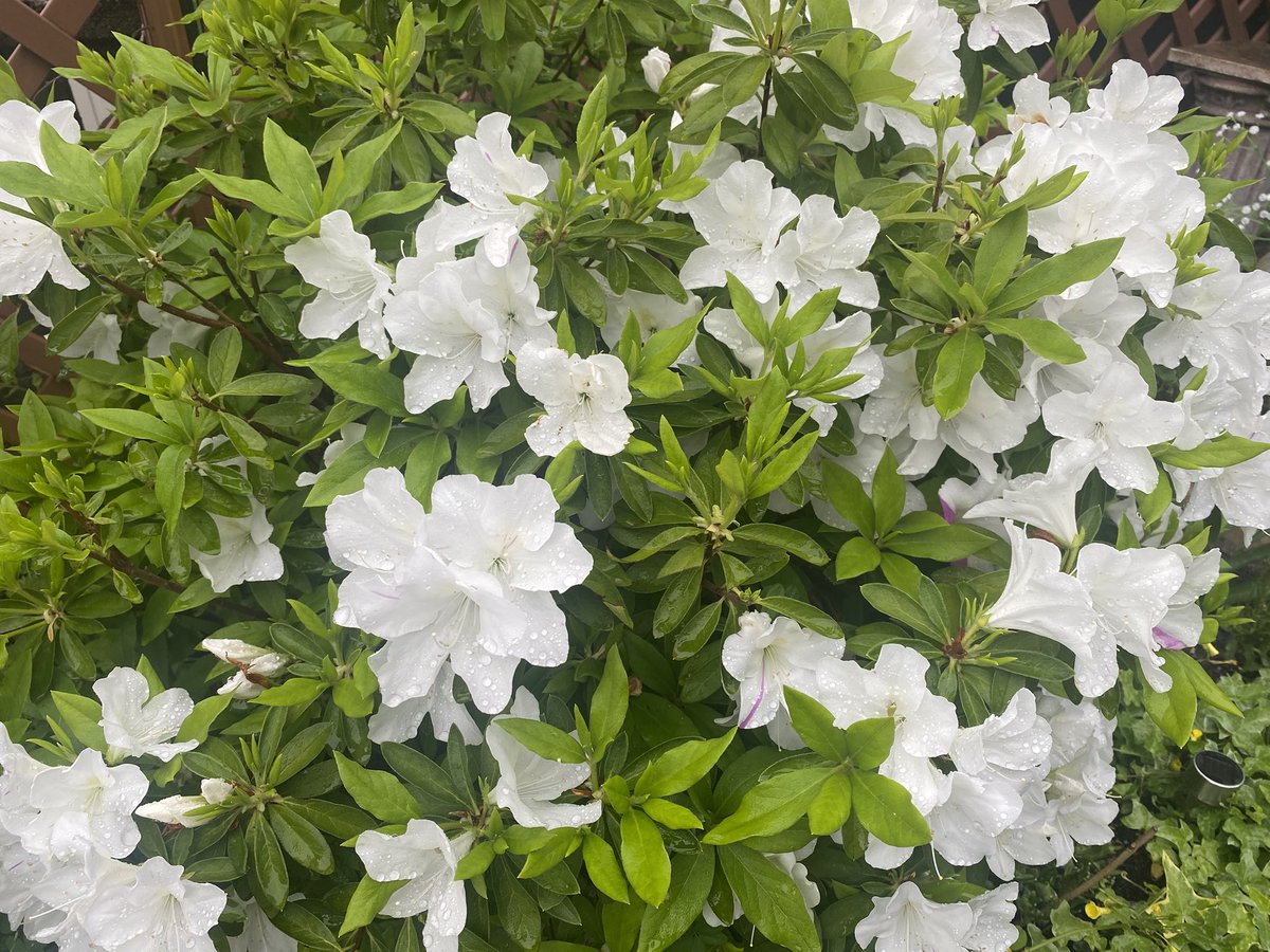 (パパやんっ。) tweet media