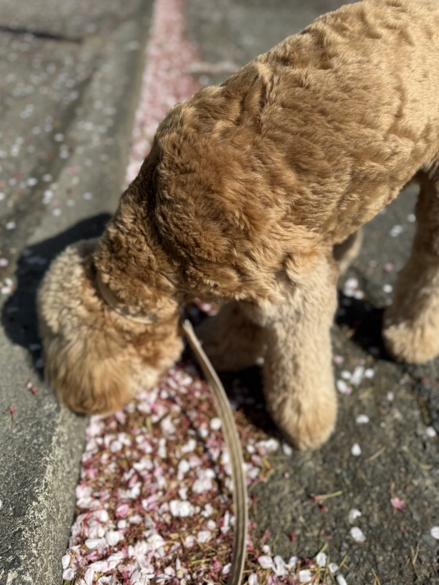 ヤムラ|自著『生成AI×広報PRの教科書』|となりの編集者|ライターコミュニティ・ライポタ247人 tweet media