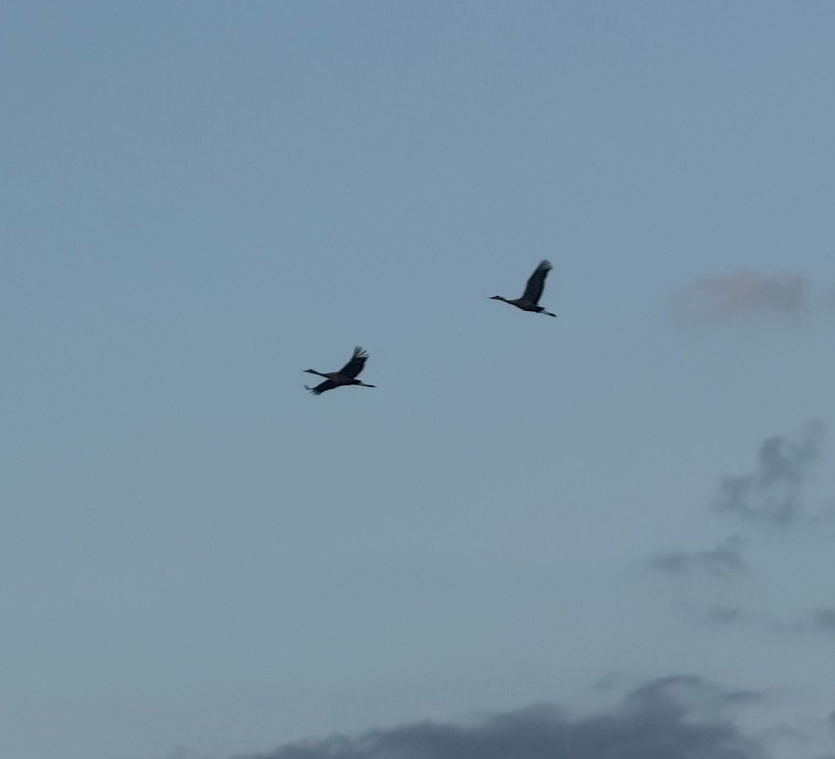 🇺🇸 Dave 🇺🇸 tweet media