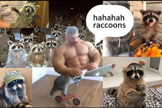 raccoon aesthetic. tweet media