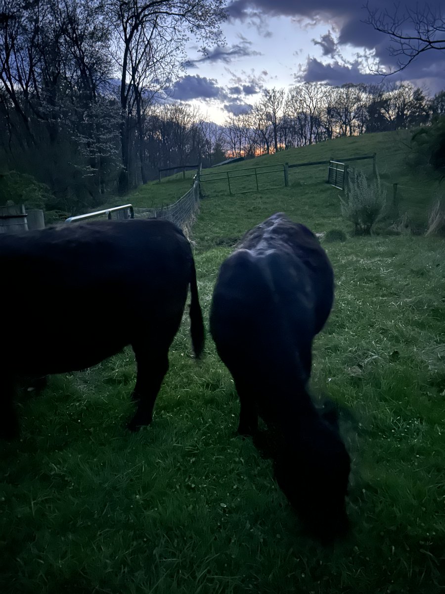 Daniel Dennison tweet media