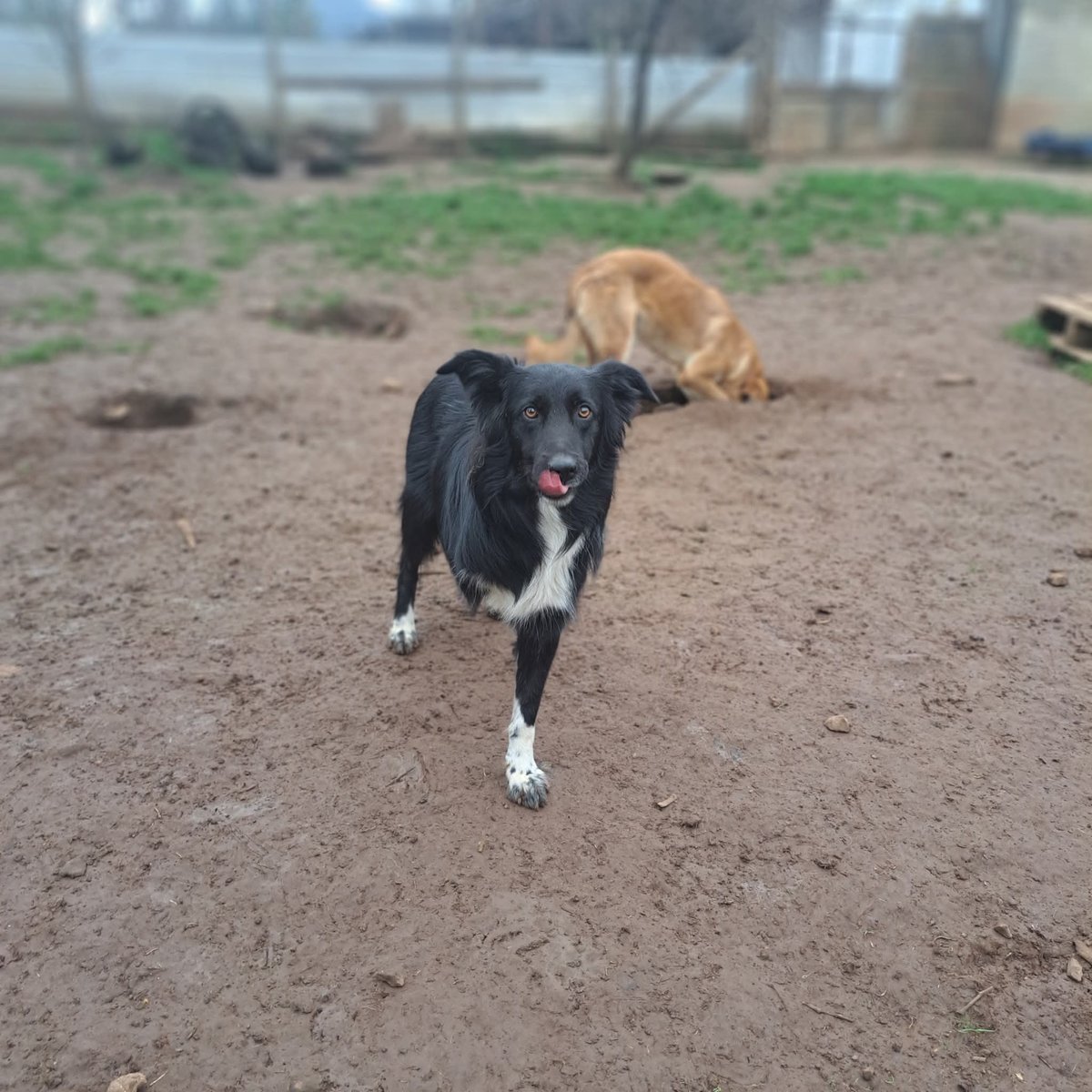 Mati::: BUSCA HOGAR O PADRINOS MÁGICOS. 
Dulce, dócil, muy cariñoso, jóven 
.
No tenemos alimento 

fucan.cl/donar