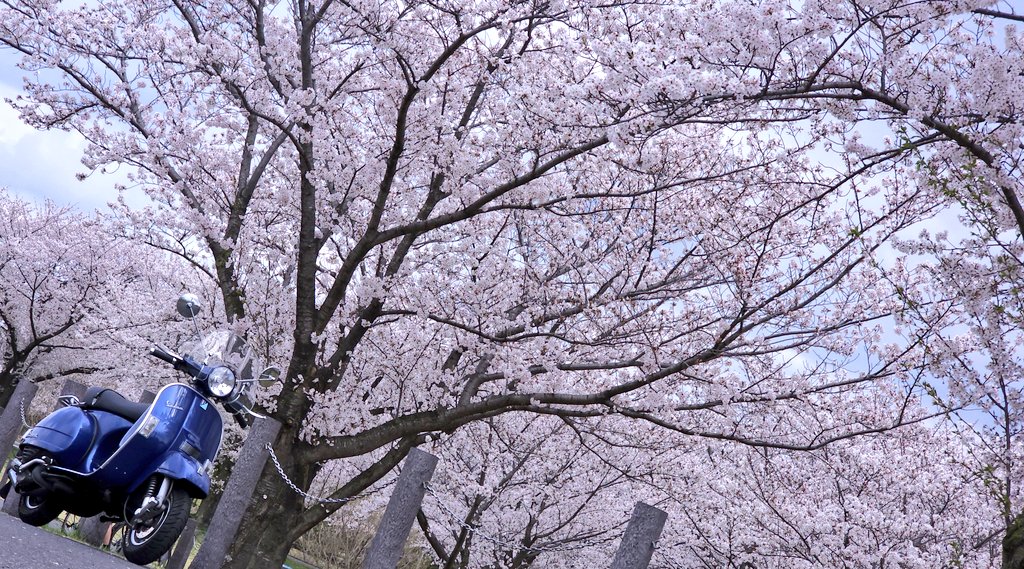 もみあげ tweet media