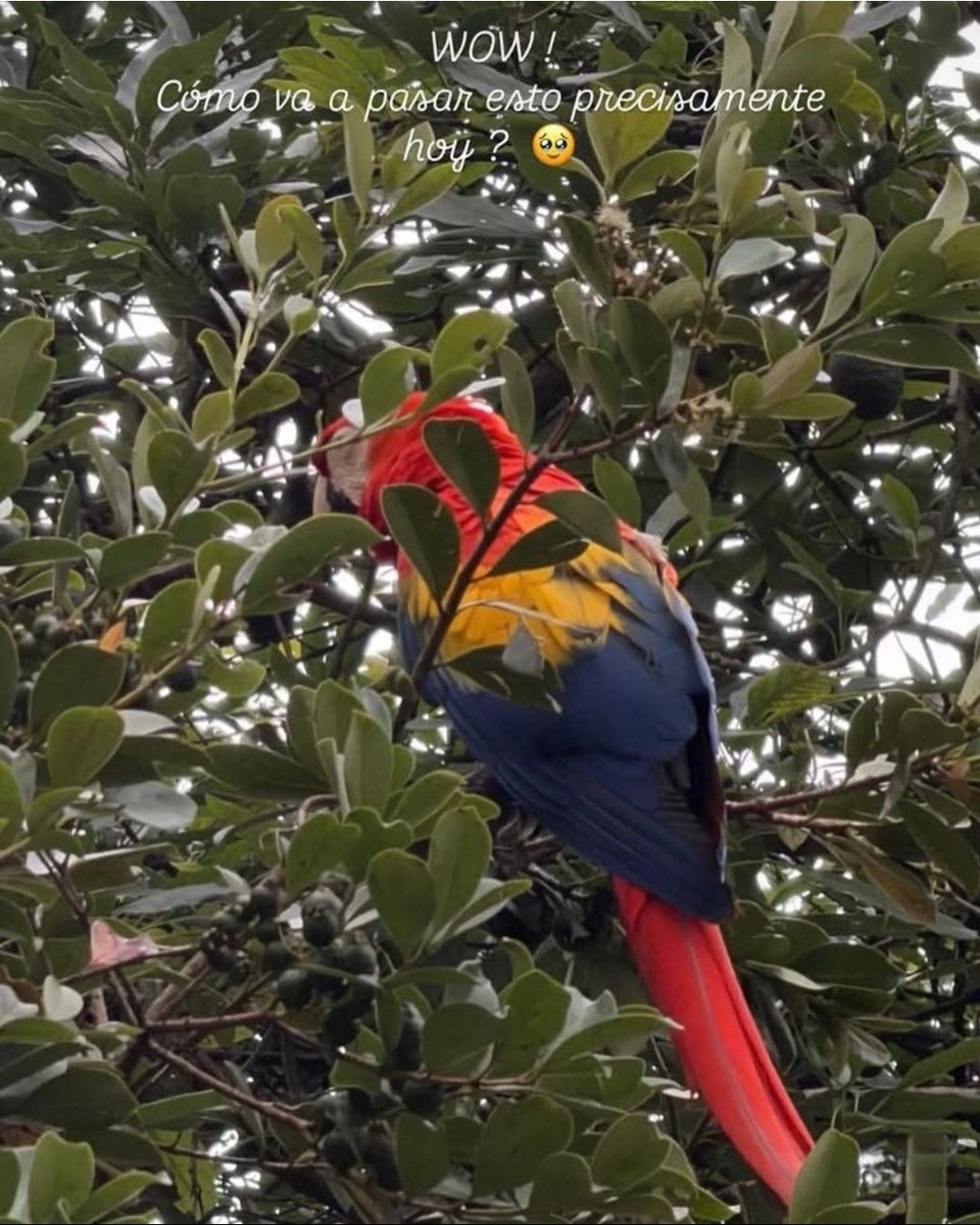 bichota_mexico's tweet image. Un día soñándolo y al otro día... Haciéndolo realidad 🦜✨️

"Forever Wild, Forever Free, LATINA FOREVA" 🧡

#KarolG #coachella #festival #karolchella