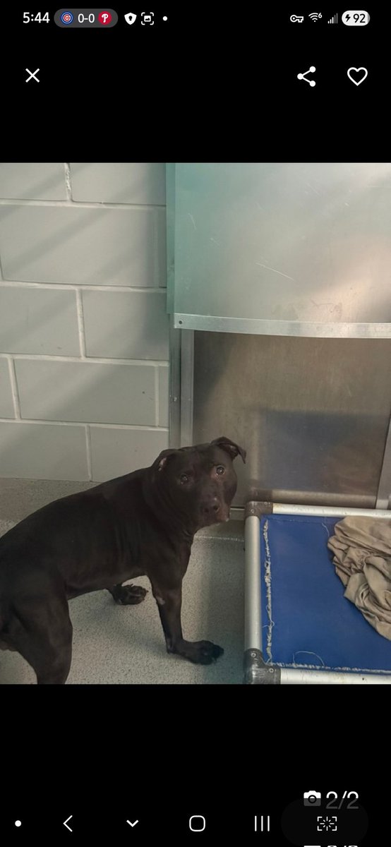 MyBoxerLuvMac1's tweet photo. 💔Duke💔
#NYCACC #251048 2y
▪️Listed TBK: 4/16💉 
#RescueOnly

Precious sweetie's💔, arrived via 🚔, after alleged bite incident, after he was attempted 2 be moved!
Displays soft body, social w staff, allows all handling, accepts treats.
Darling youngster needs loving, N.East #Foster, 5 security, 2 decompress & flourish.
He just needs that chance!

DM @CathyPolicky
Pls #Pledge4Rescue
💞Duke
https://t.co/3OWtOWoDKl