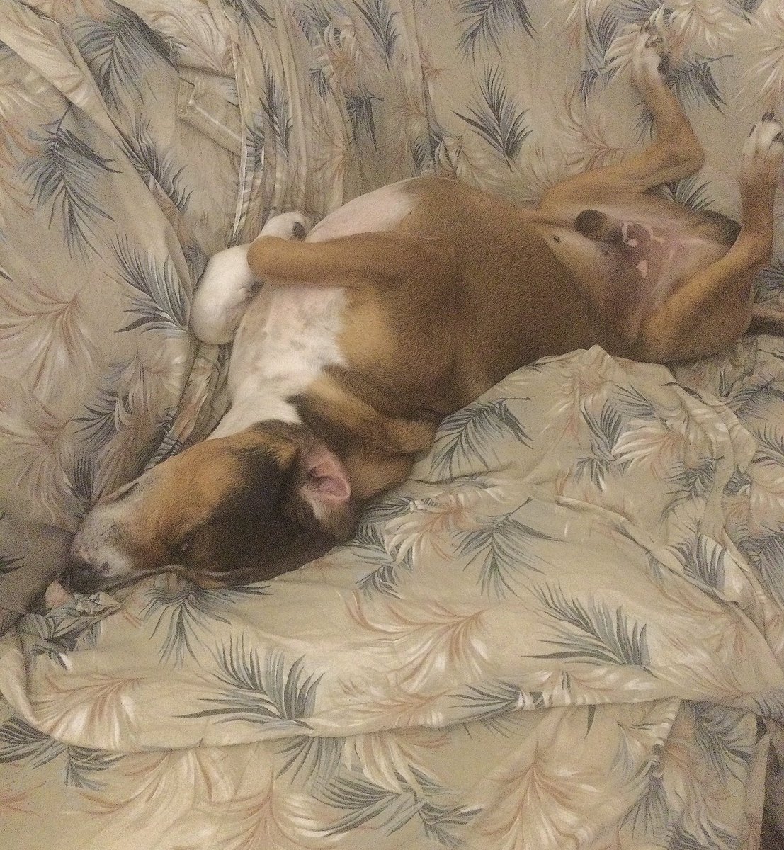 viviana governi tweet media