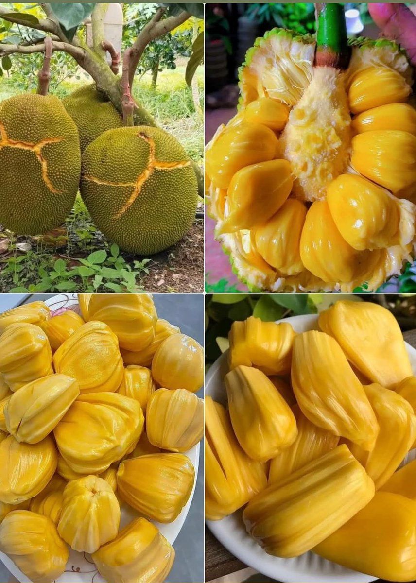 Jackfruit is the world’s largest tree-borne fruit, rich in fiber, vitamins, and antioxidants. It’s not just delicious—it’s a powerhouse for food security and a sustainable crop for tropical regions.

What is the local name?
#Agriculture #Agribusiness