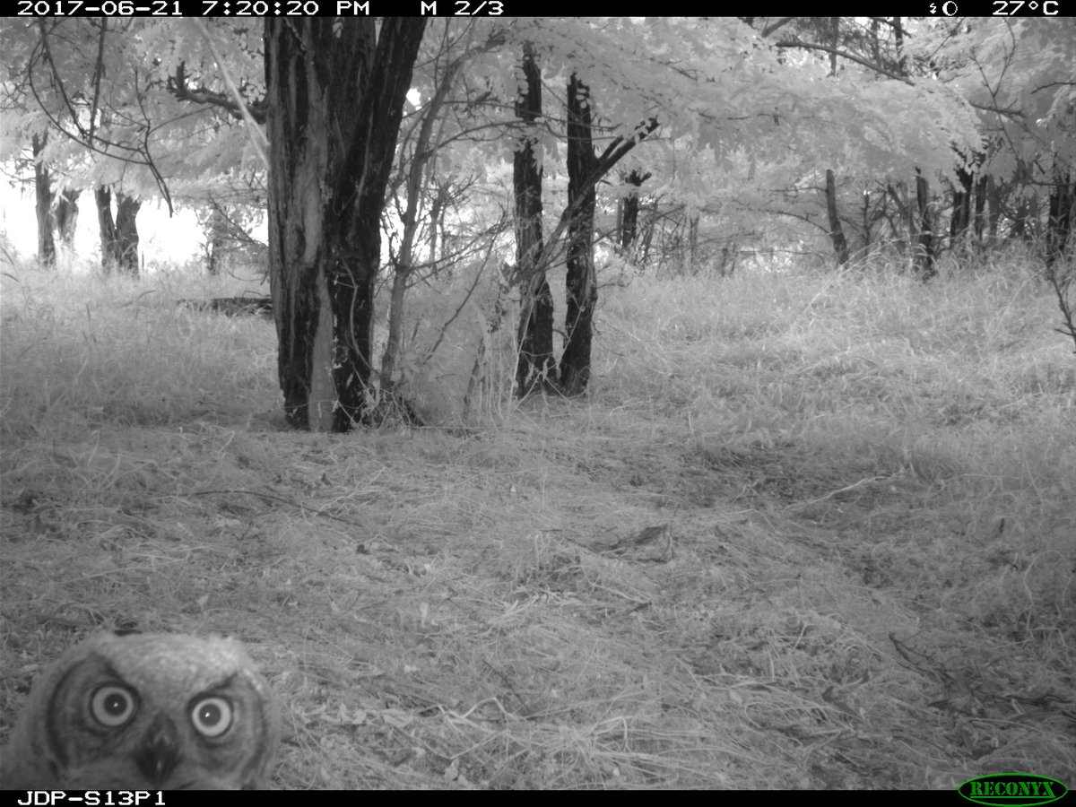 trailcam tweet media