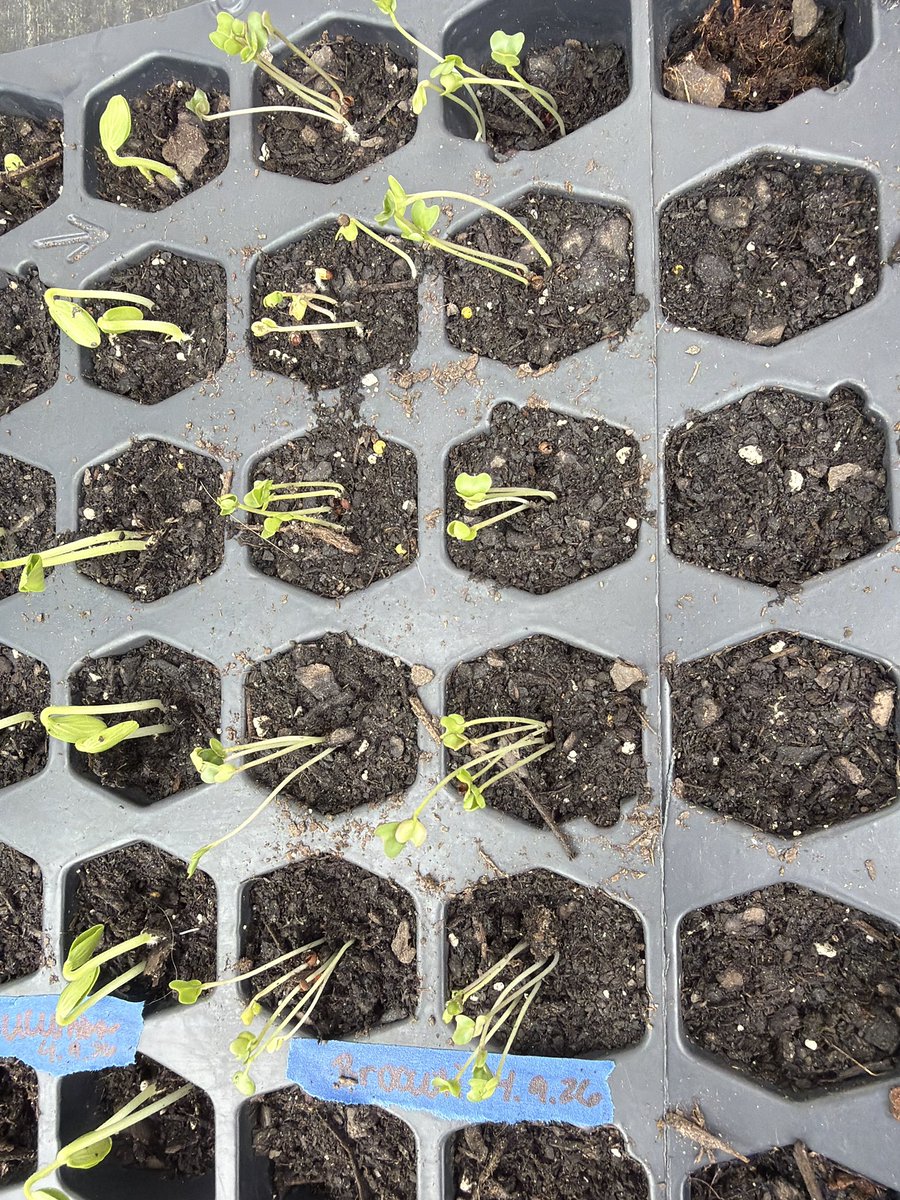 I’m running these agents in parallel and am tokenmaxxing the sun rn