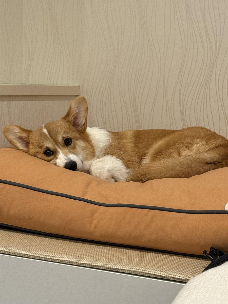 ker_0906's tweet photo. Yogiboはじゅんばんこに使いましょう🐶🐶
#コーギーのいる暮らし https://t.co/qm16Z1OUqH
