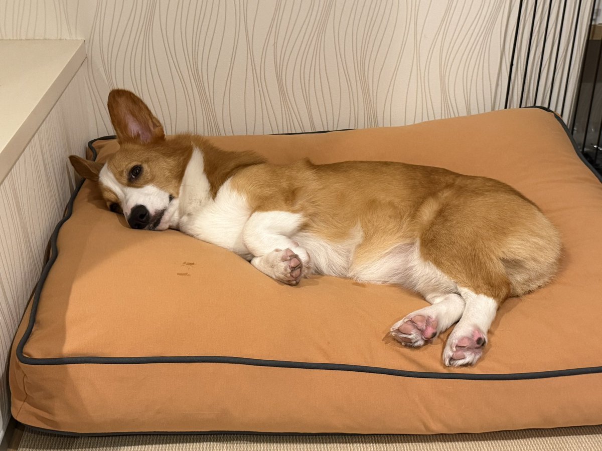 ker_0906's tweet photo. Yogiboはじゅんばんこに使いましょう🐶🐶
#コーギーのいる暮らし https://t.co/qm16Z1OUqH