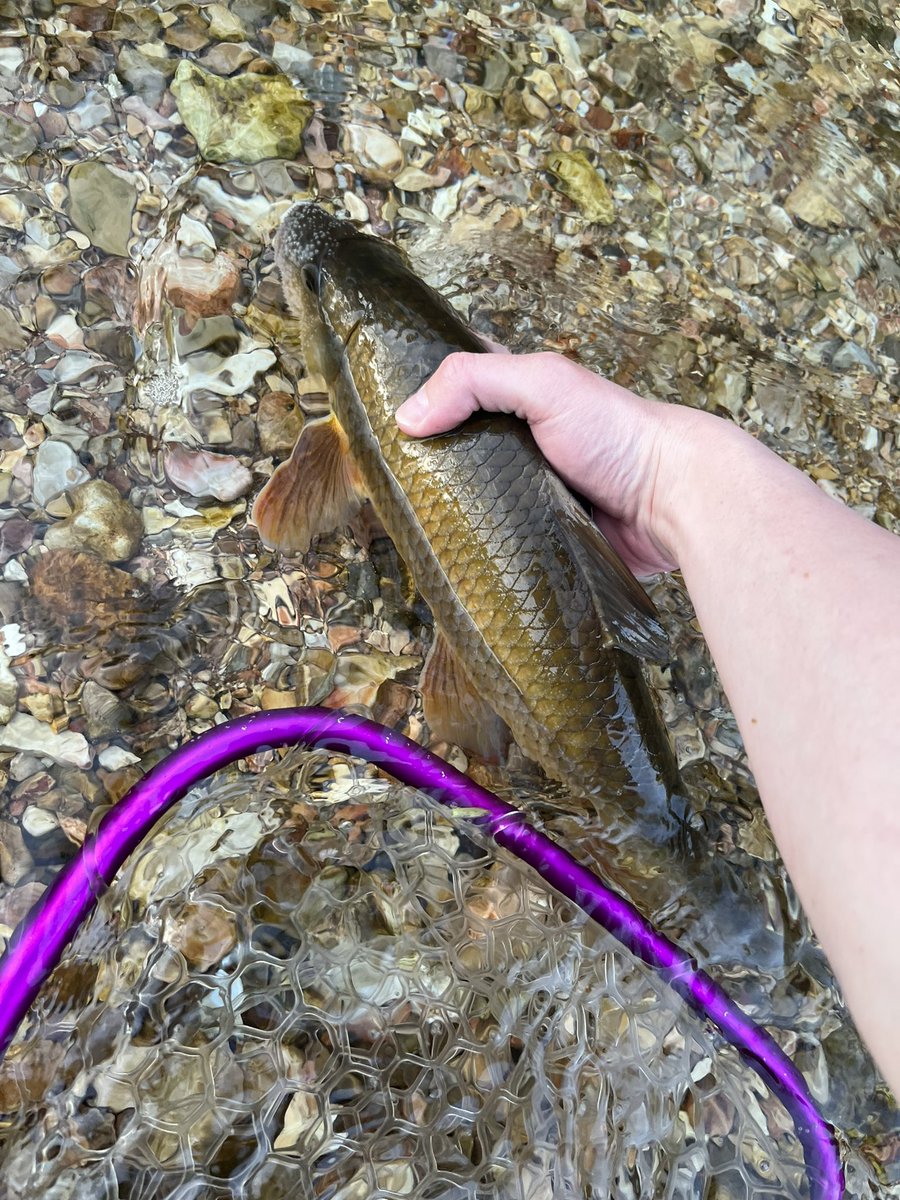 Femgirl Fishing🏳️‍⚧️🎣 tweet media