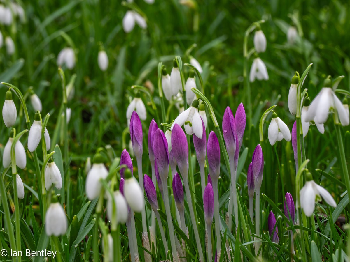 IanMBentley's tweet photo. Pinkish Spring Crocus (Crocus Vernus) settling in with the Snowdrops (Galanthus Nivalis) - OM1 with 12-100mm F4 Pro lens - 8th Feb
@OMSYSTEMCAMERAS @OlympusUK
@OlympusMagazine @Lamport_Hall
@Historic_Houses
#snowdrops #wildflowers #Flowers #photography #wintercolours #Crocus https://t.co/bj5HcQ8Lhk