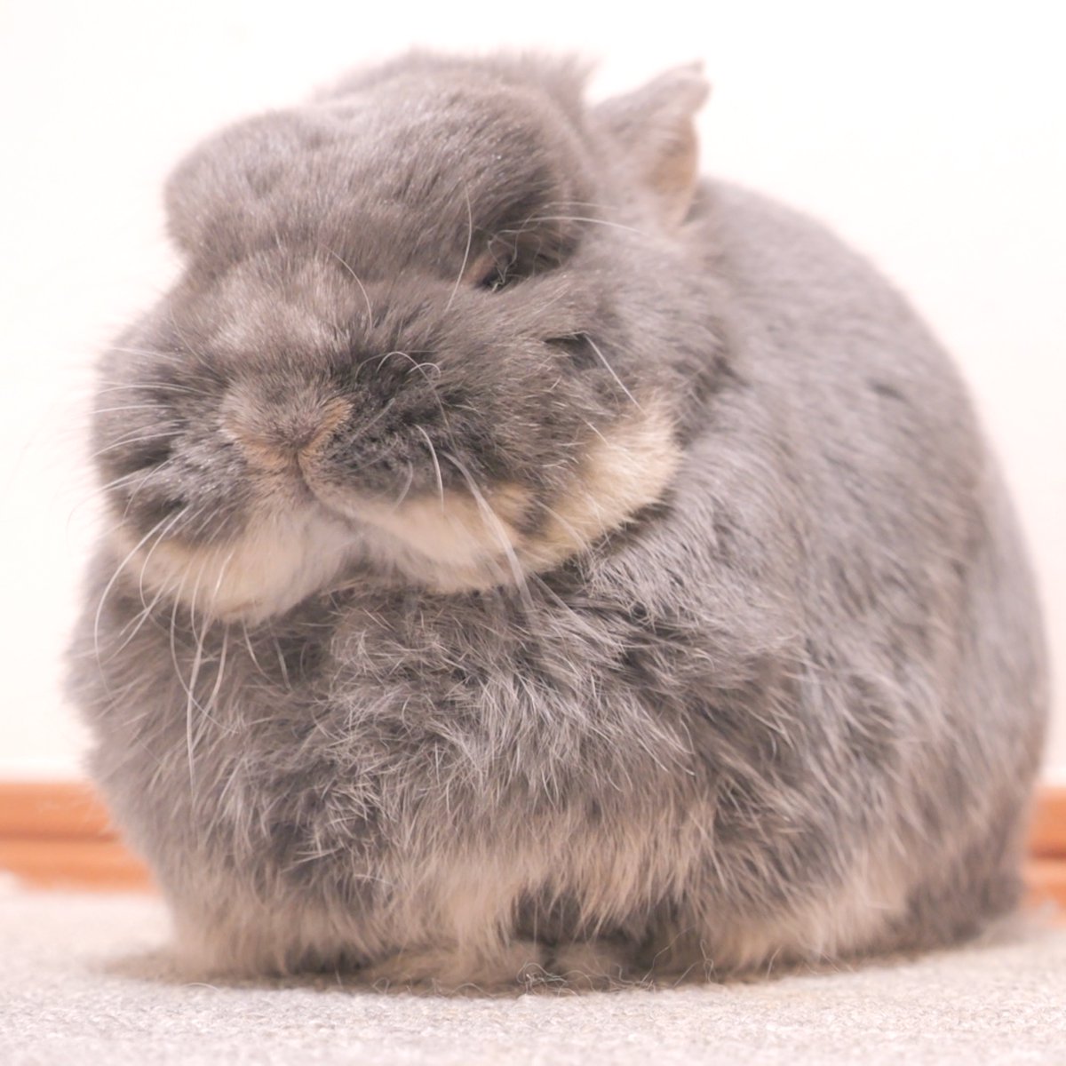 うさぎの麦ちゃんねる tweet media