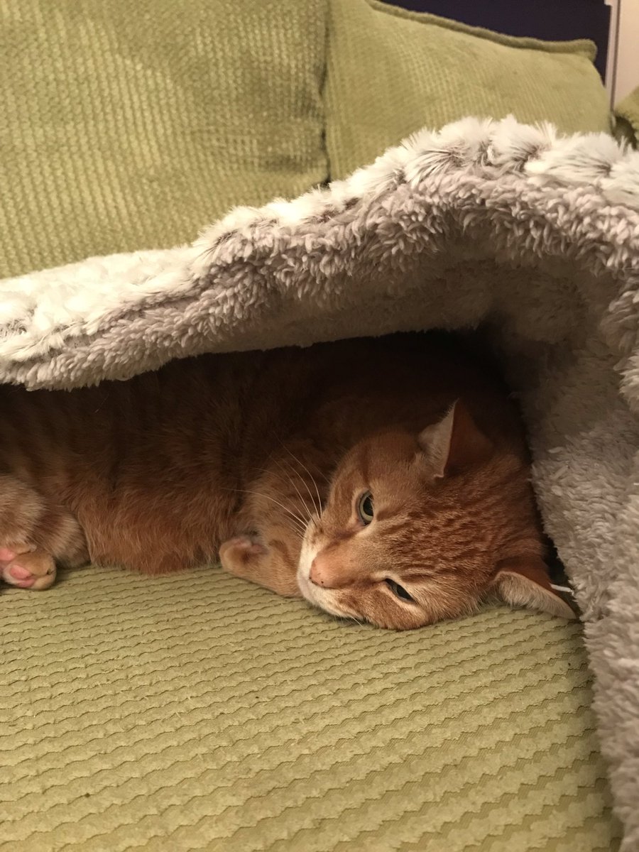 バターボール 🇬🇧在住24年 陶芸家、動物大好き😊 tweet media