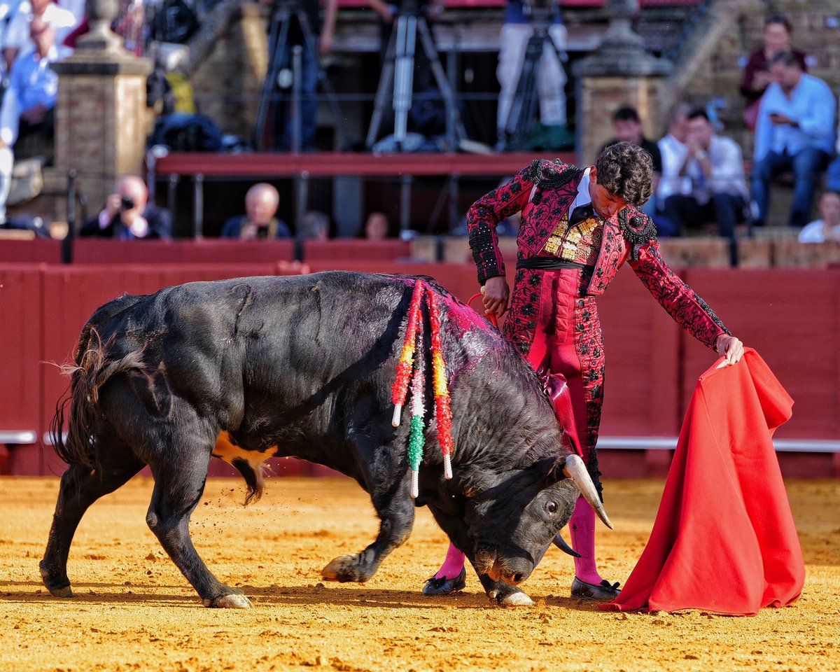 eltoreosecreto's tweet photo. Emiliano Osornio, un TORERO.
Que serio ha estado toda la tarde.
Las formas, el empaque, como se los deja llegar y por donde se los pasa son para soñar el toreo. https://t.co/kYsAeRLuzh