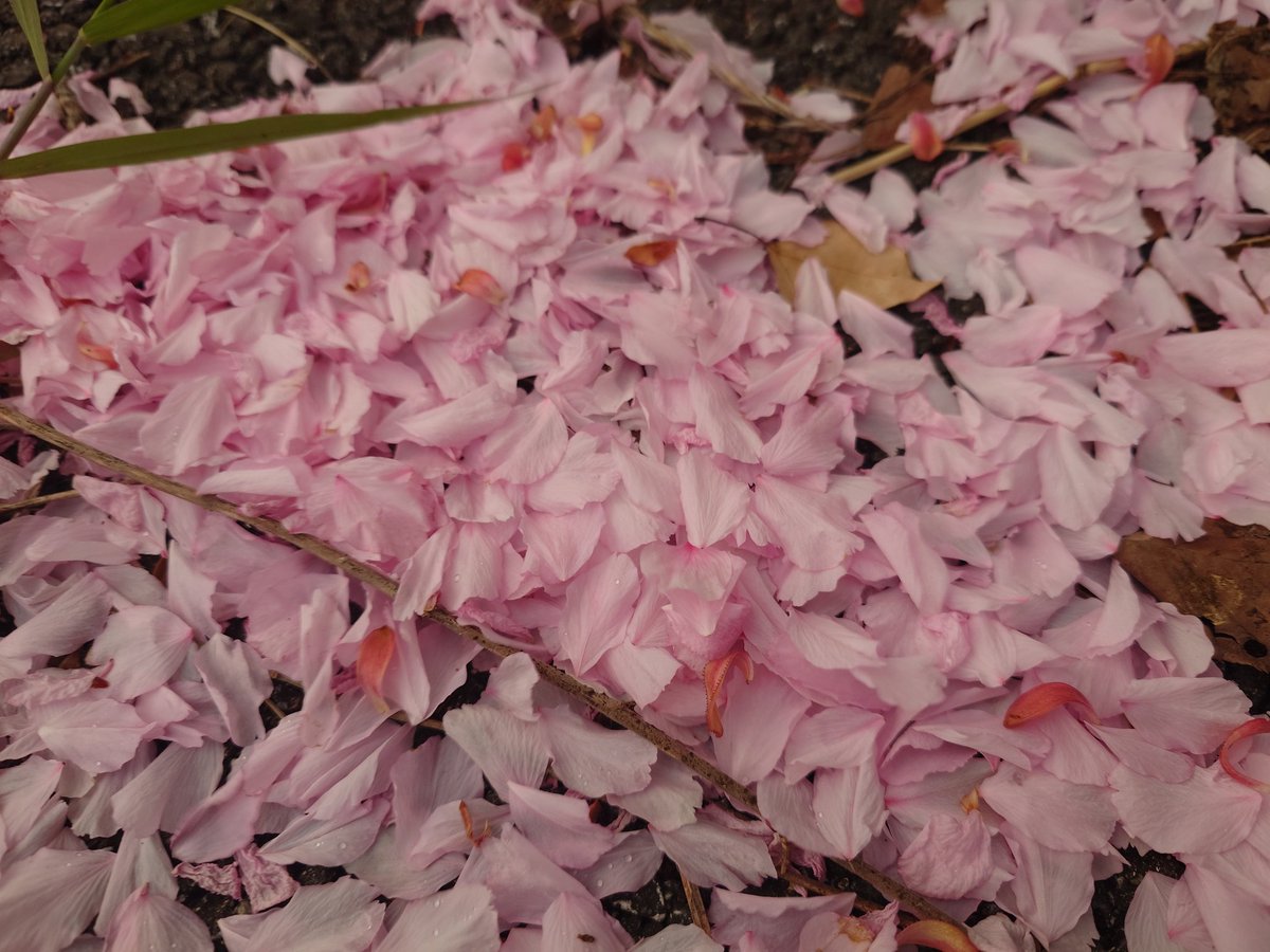 カワウソスキ tweet media