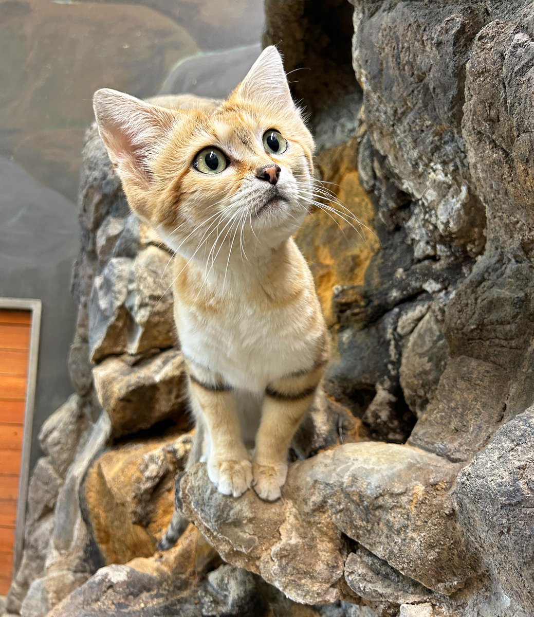 Zoo Boise tweet media