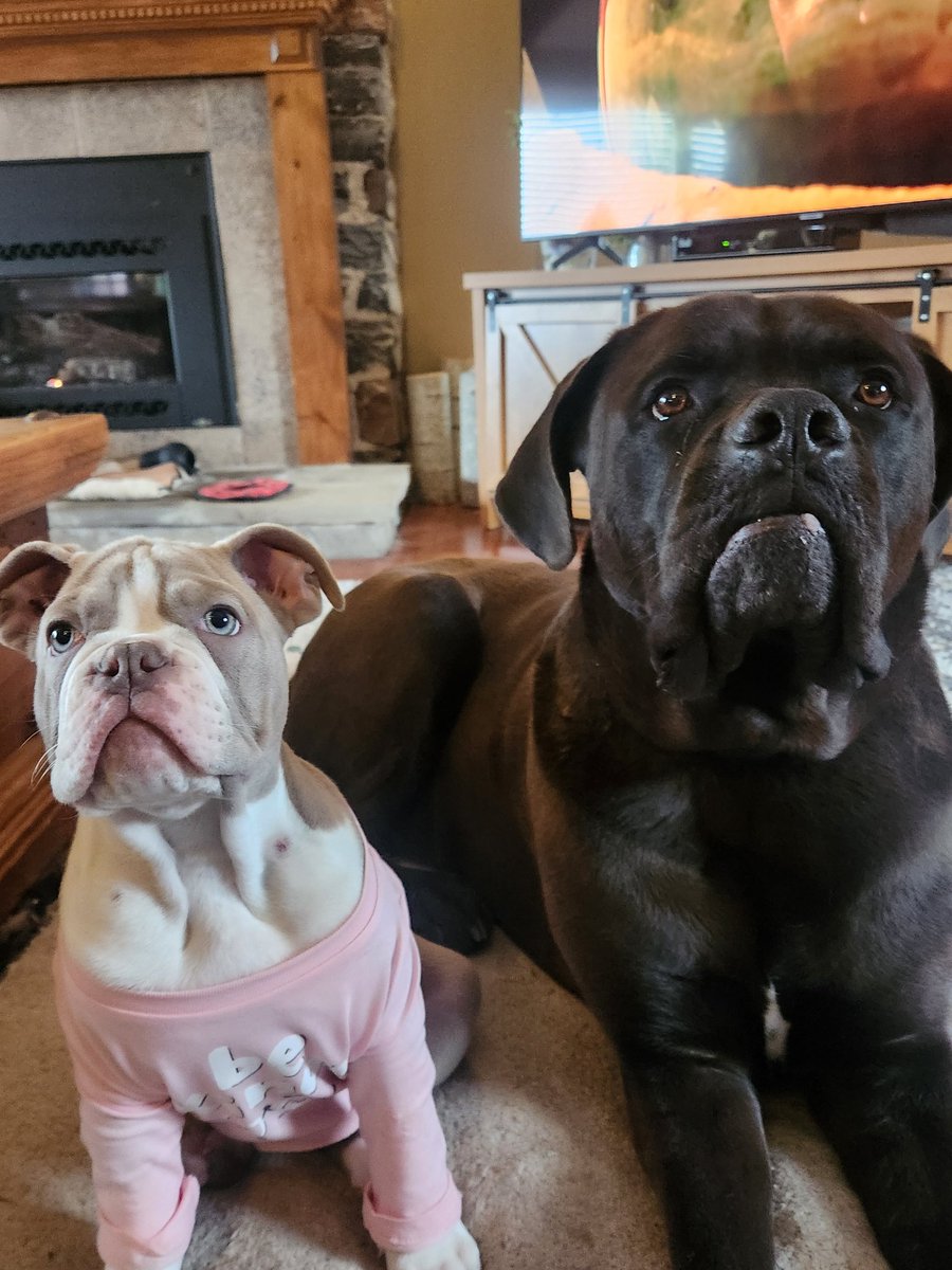 WendyBr77428471's tweet photo. @PickliciousF @FatEric2025 OMG you guys?! WE CAN HELP! 😊🇨🇦🐾 #sheesh #nocharge. PS Canadian care is the bestestest care #nursewendy (PLUS Charlie and Millie Boo - no #helpwhatsoever 🐾🐾🐾🐾but #loadsoflove) https://t.co/aOoQGtFtqP