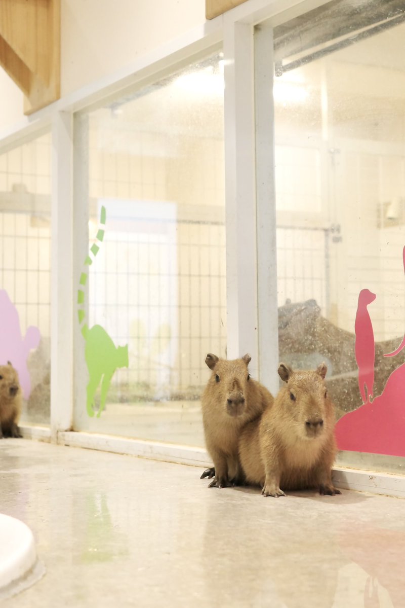 ちまっ

#カピバラ #capybara #アニタッチ #アニタッチ東京ドームシティ