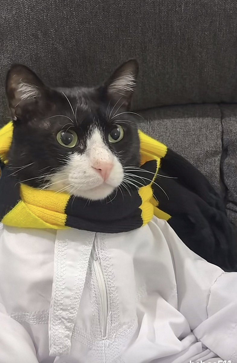 𝑶𝑺.7 tweet media