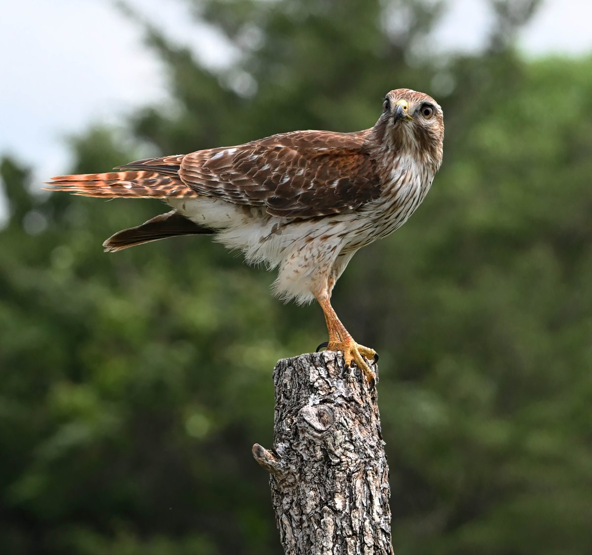 Stuart Harrison tweet media