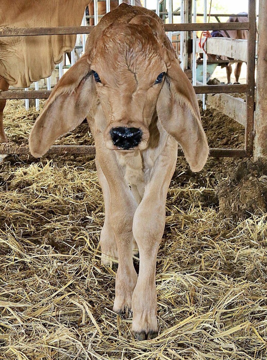 BorellisX's tweet image. A calm calf reflects good care, strong breeding, and a healthy start.
