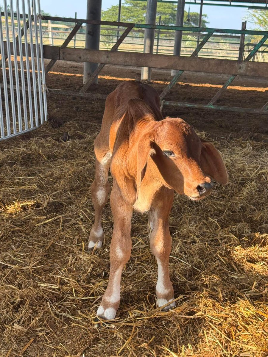 BorellisX's tweet image. A calm calf reflects good care, strong breeding, and a healthy start.