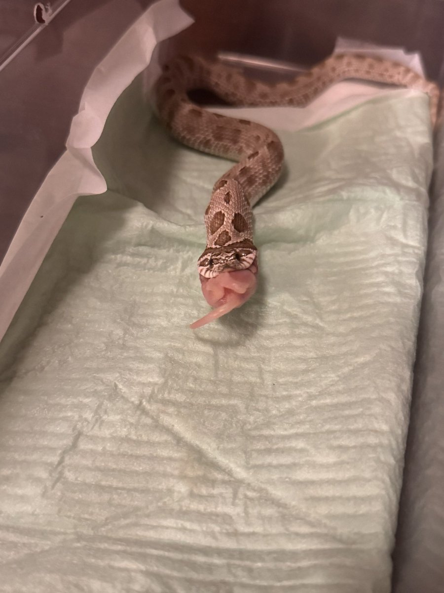 ざらめちゃん🐍きびちゃん🐍へび初心者🔰 tweet media