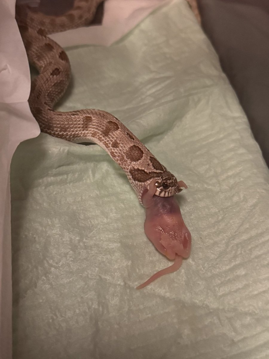 ざらめちゃん🐍きびちゃん🐍へび初心者🔰 tweet media