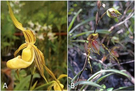 Phytotaxa's tweet photo. A #newsynonym of Paphiopedilum glanduliferum (#Orchidaceae: #Cypripedioideae)
#taxonomy
https://t.co/RqBwW2SYPl https://t.co/Dt7kG3Rbg2