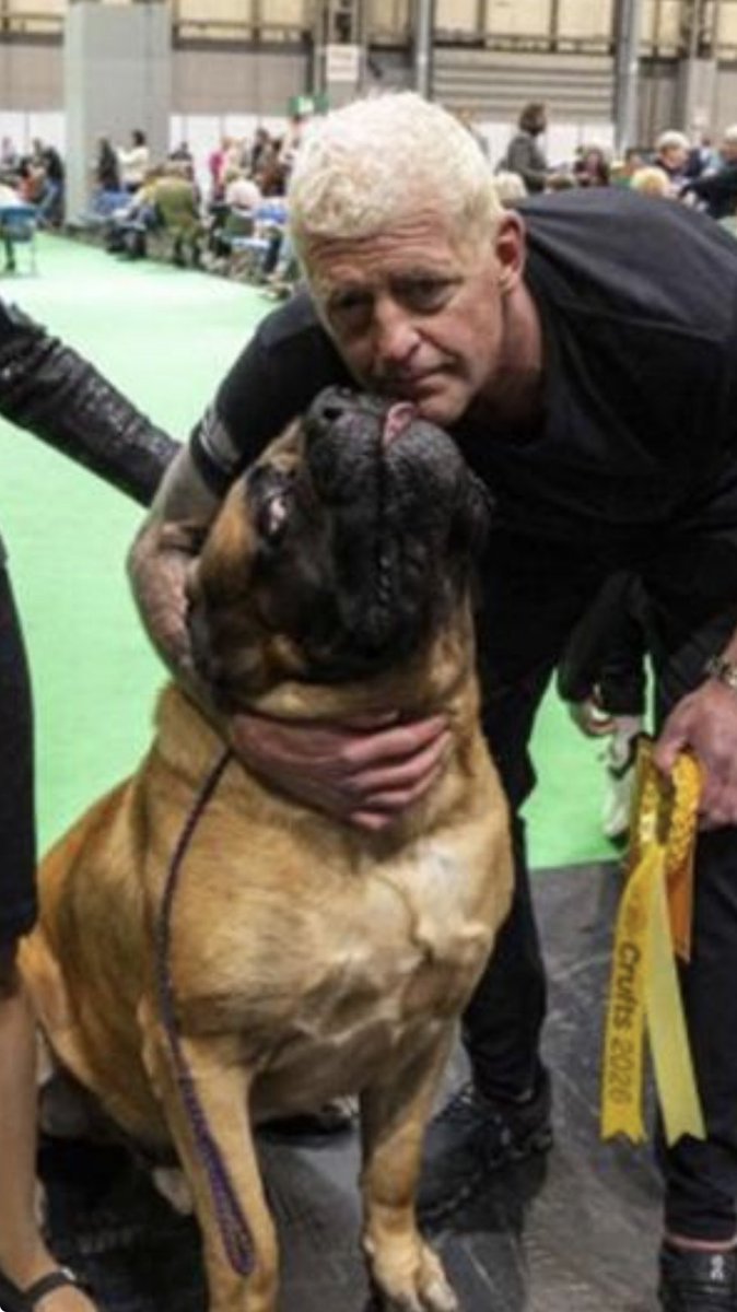 dustinrhodes's tweet image. Just some #beast, love!!!
#Mastiffs are the most incredible breed to me, out there. I have always had Dogs in my life since I was a child, always loved. My dogs didn't matter which breed, but I'm very partial to big dogs. Mastiffs come from the Roman times, and they were