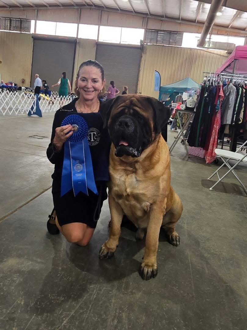 dustinrhodes's tweet image. Just some #beast, love!!!
#Mastiffs are the most incredible breed to me, out there. I have always had Dogs in my life since I was a child, always loved. My dogs didn't matter which breed, but I'm very partial to big dogs. Mastiffs come from the Roman times, and they were