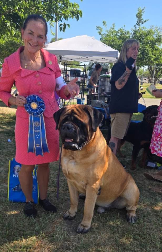 dustinrhodes's tweet image. Just some #beast, love!!!
#Mastiffs are the most incredible breed to me, out there. I have always had Dogs in my life since I was a child, always loved. My dogs didn't matter which breed, but I'm very partial to big dogs. Mastiffs come from the Roman times, and they were