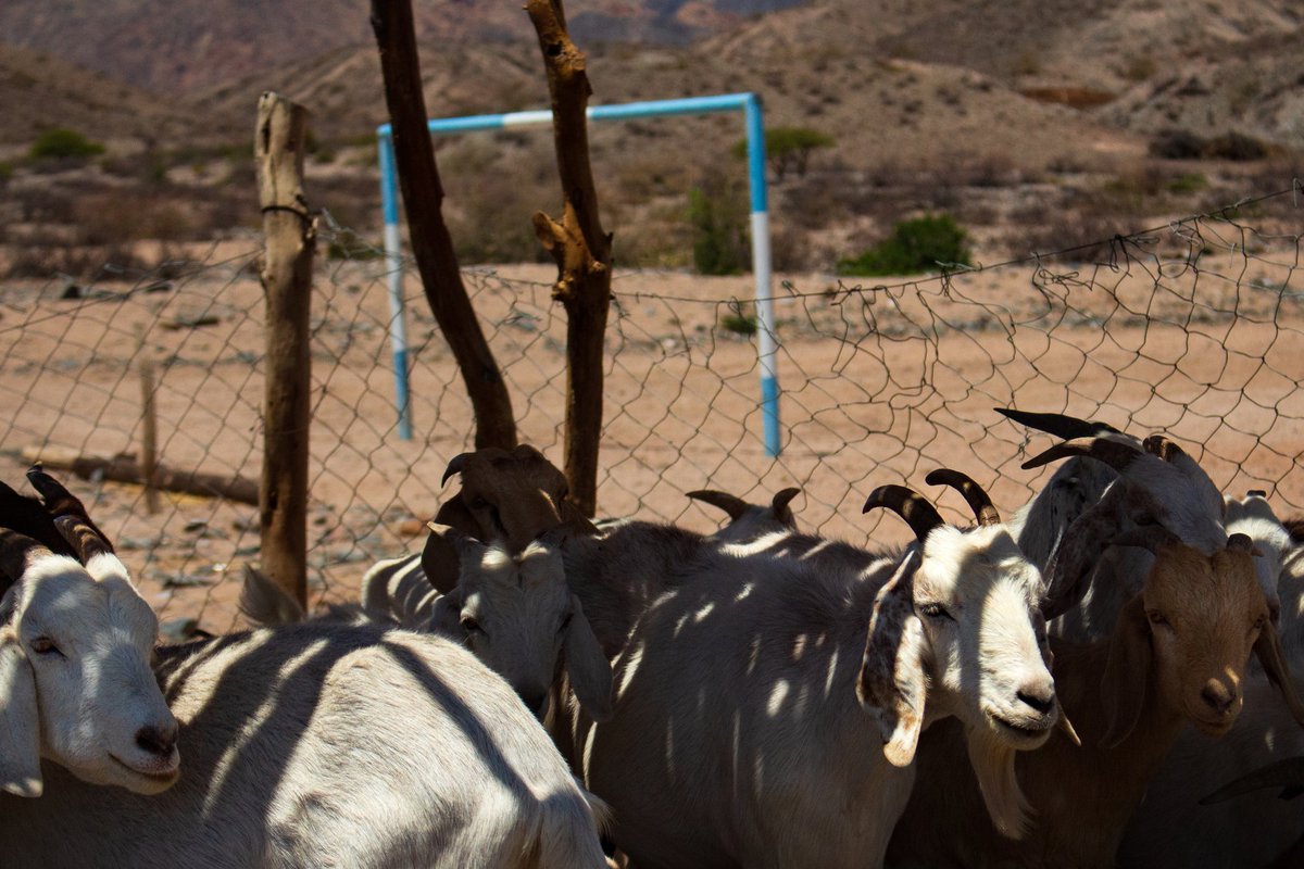 Alex Hochuli 🧉🎙️🤯📉 tweet media