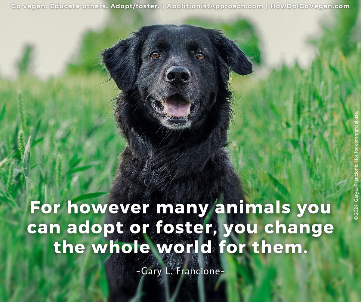 garylfrancione's tweet image. NYC-ACC kill lists now called "Emergency Placement". Shelter stress makes adoptions/fosters URGENT: tinyurl.com/EMERG-ACC Others here: tinyurl.com/FBK-ACC OR shelters near you. They are in this mess because of us. #Adopt #foster any animal(s) you can. Thank you &amp;amp; go #vegan.