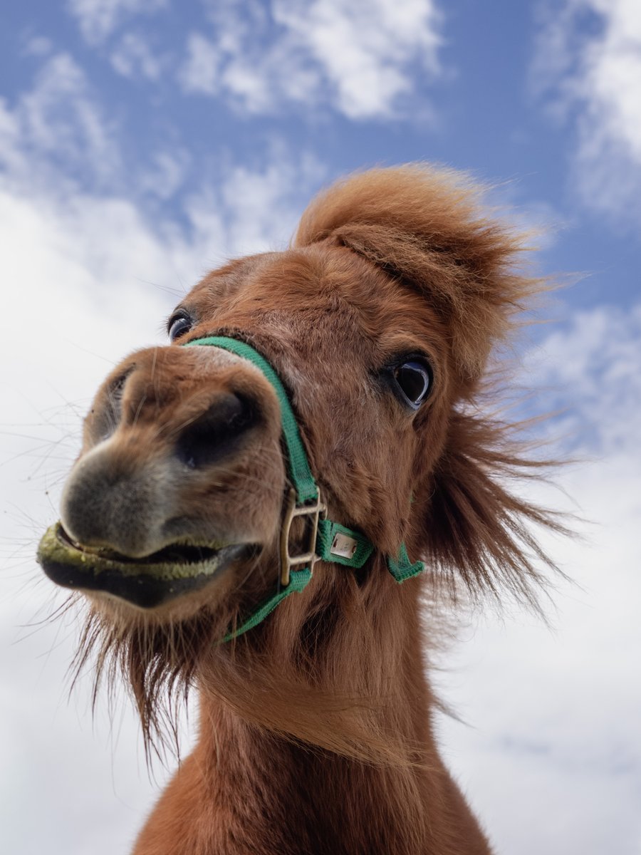 トロすけ＠ミニチュアホースの日常を撮る人 tweet media