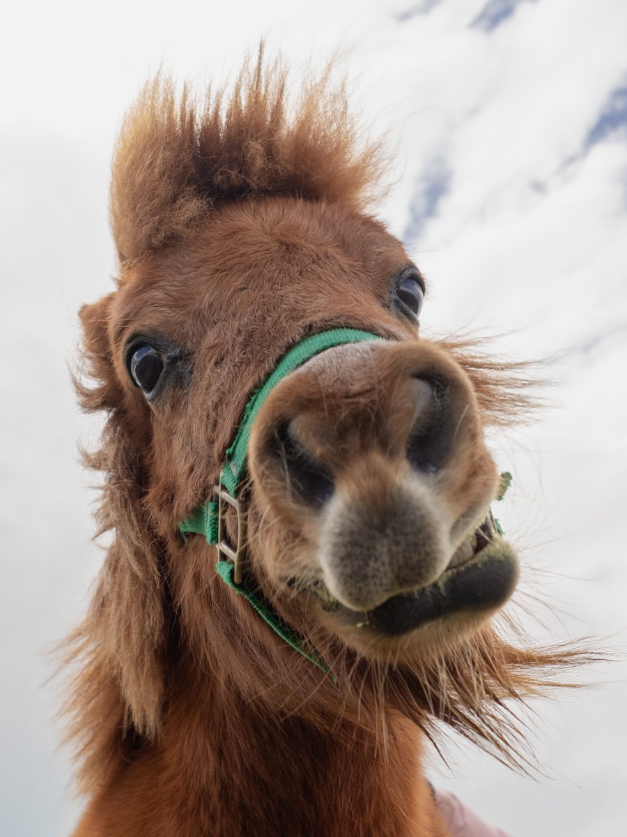 トロすけ＠ミニチュアホースの日常を撮る人 tweet media