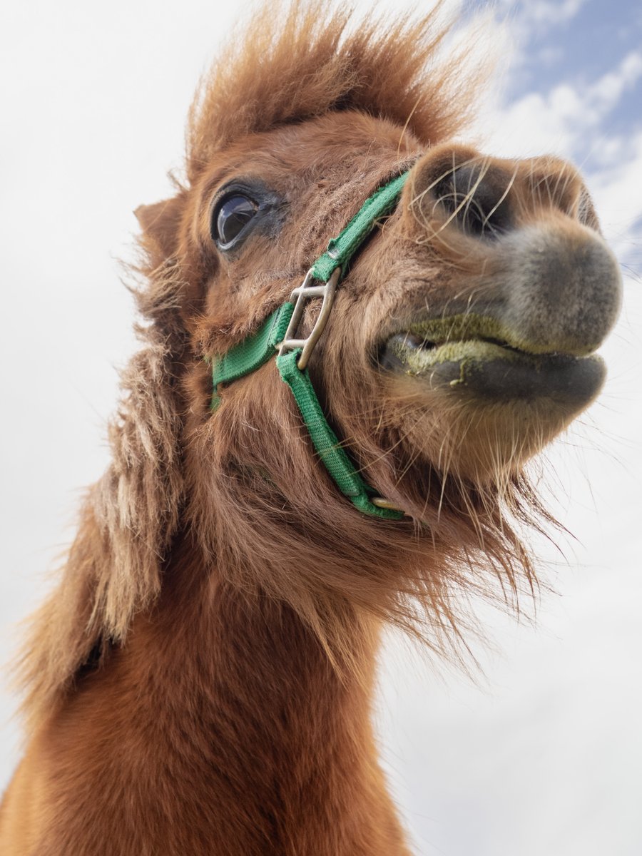 トロすけ＠ミニチュアホースの日常を撮る人 tweet media