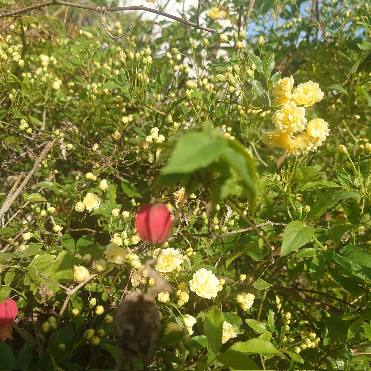 カワウソスキ tweet media