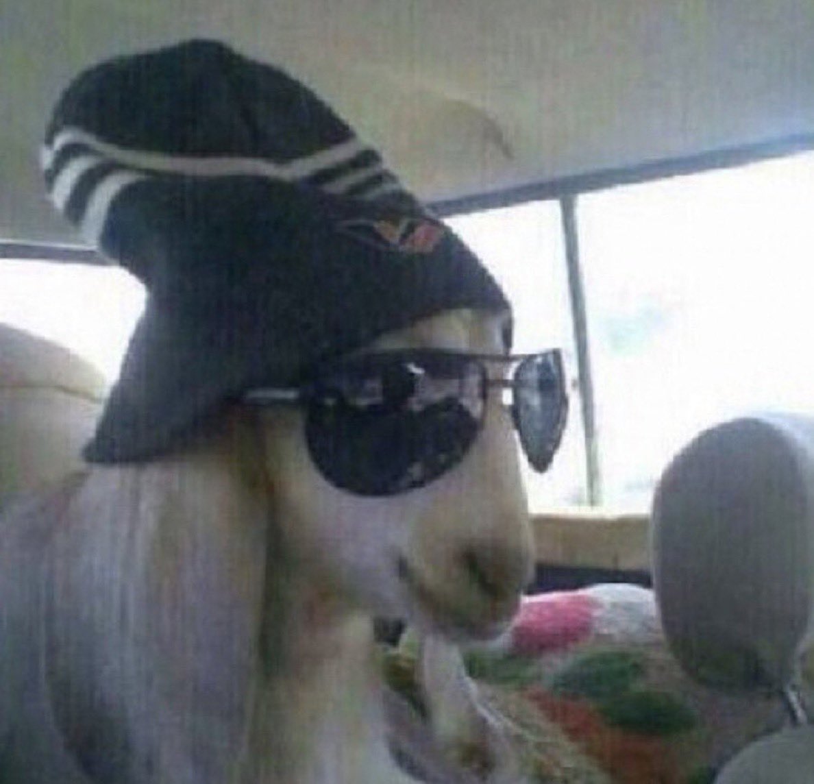 ابو اصىيل| الاحتياطي tweet media