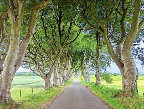 BaSnorkel's tweet image. Dark Hedges is an instagrammable place in Northern Ireland. Filmed here were King's Road in Game of Thrones, and Transformers movie The Last Knight. It is known for its weird looking trees. #DarkHedges #NorthernIreland backpackandsnorkel.com/Northern-Irela…