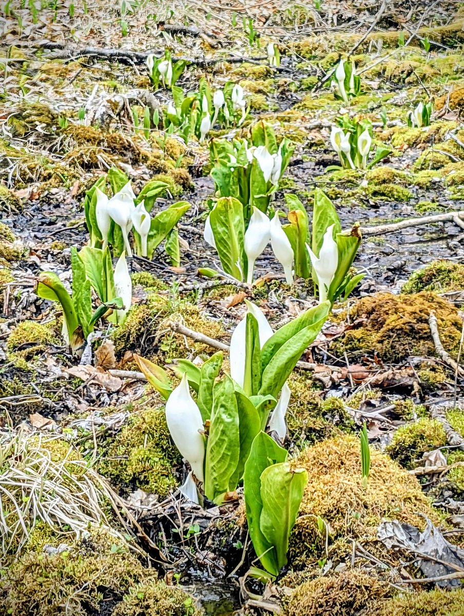 こむぎ tweet media