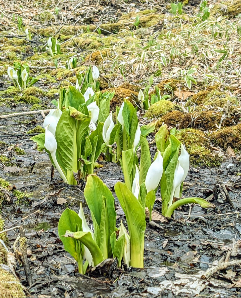 こむぎ tweet media