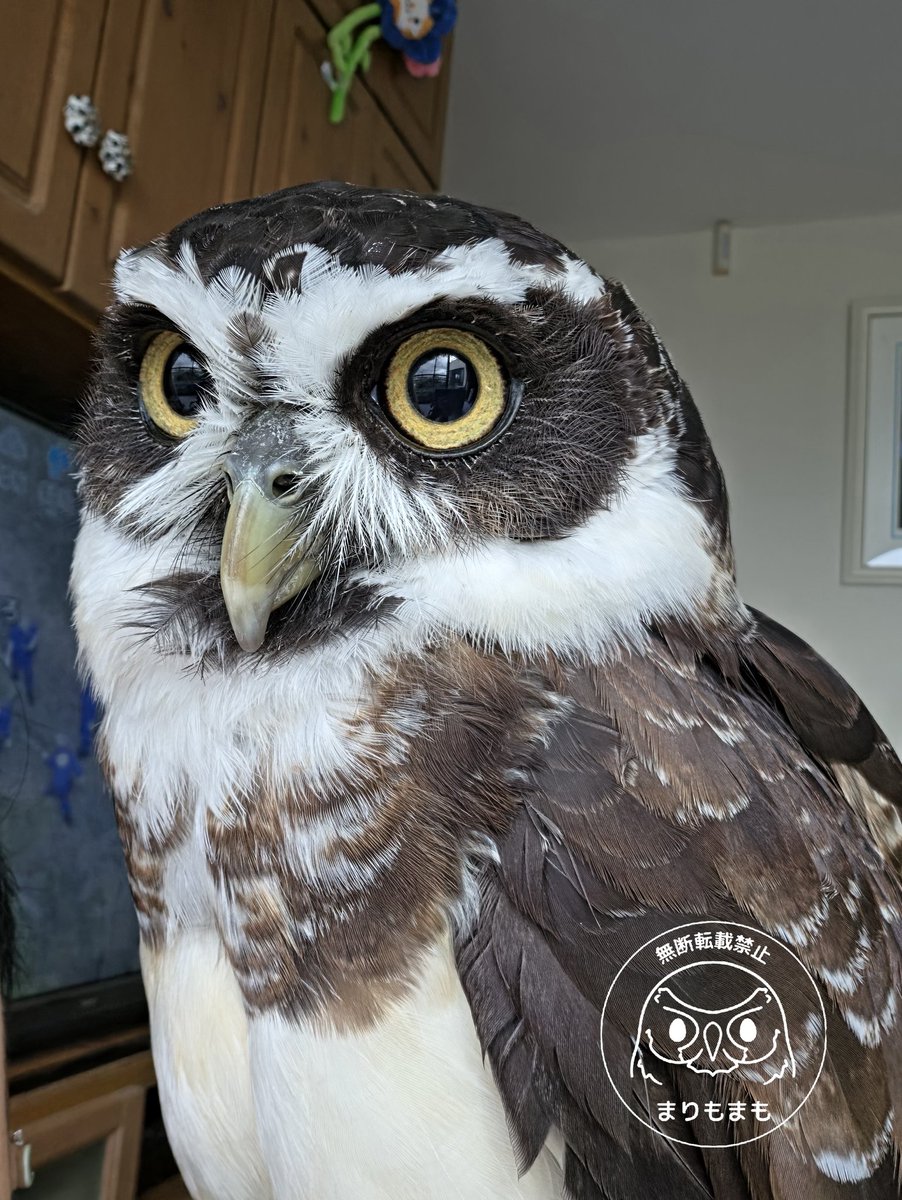 🦉おそとみないと