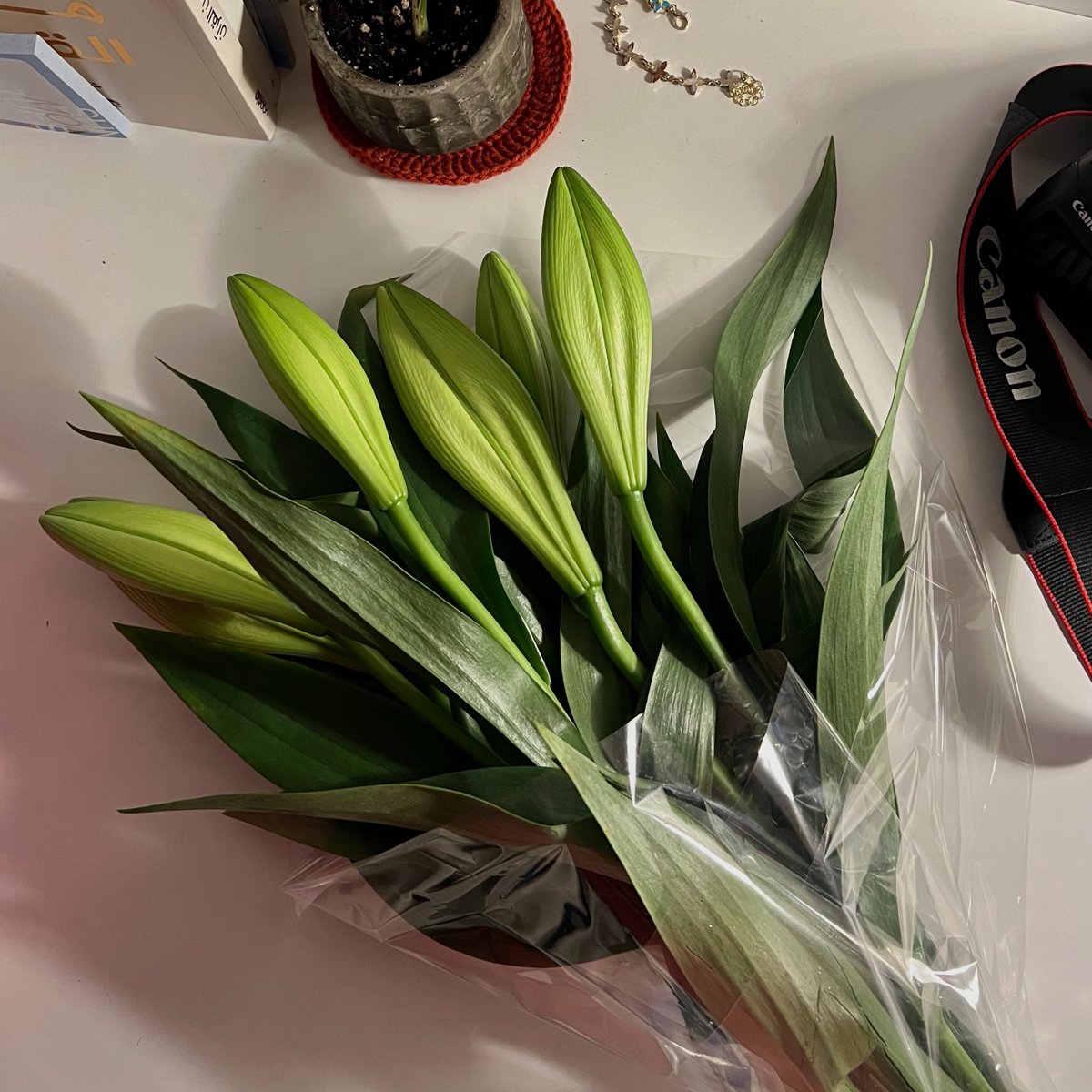 شريت Lily مقفله كلها عشان استمتع كل ماتفتحت وحده 🤍