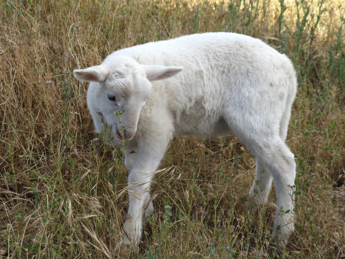 skungelbob tweet media