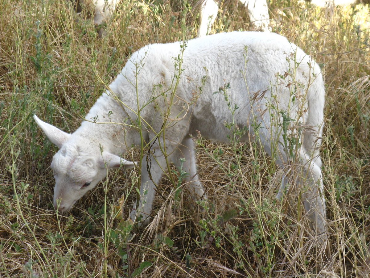 skungelbob tweet media