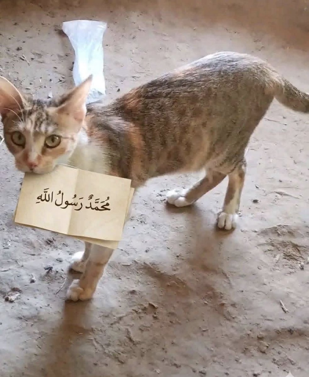 Habiba Sunusi tweet media